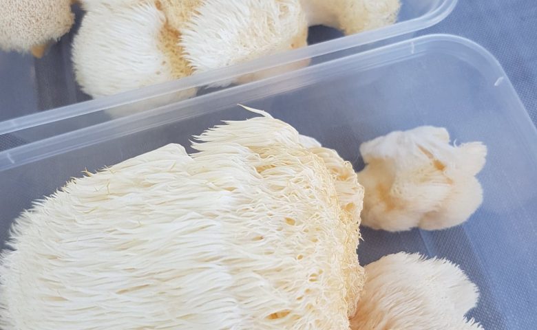 Lion's Mane Mushroom - Suzanne Tate Certified Nutrition PRactitioner